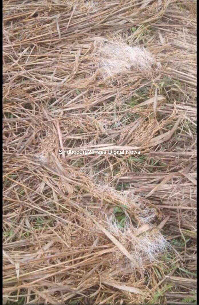 a68e87c6-b416-4f13-8f64-bbd041c89486